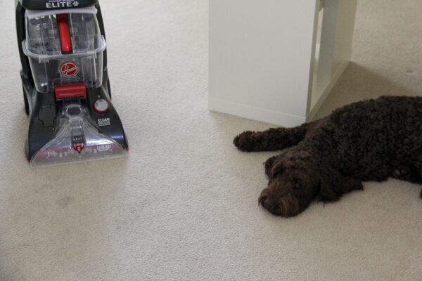 Product Review: Hoover Power Scrub Elite Pet Carpet Cleaner