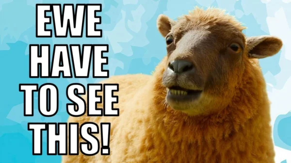 The Sheep Detectives Is EVERYTHING Cinema Has Been Missing