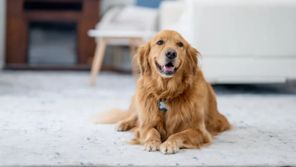 This genius air purifier actually pulls pet hair off my floors — and my home has never looked cleaner - AOL